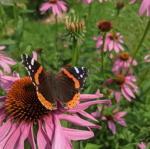 ♥️ - Picture 12 of 14